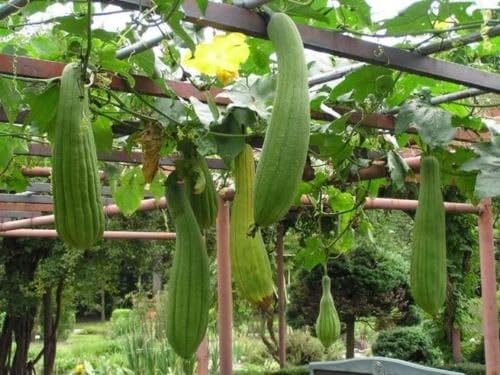 Heirloom LUFFA SPONGE GOURD Loofah Dishcloth 50 SEEDS Very Productive Mướp