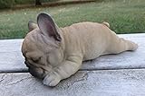 ChosenTreasures4You French Bulldog Puppy Dog Sleeping on Tummy