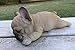 French Bulldog Puppy Dog Sleeping on Tummy