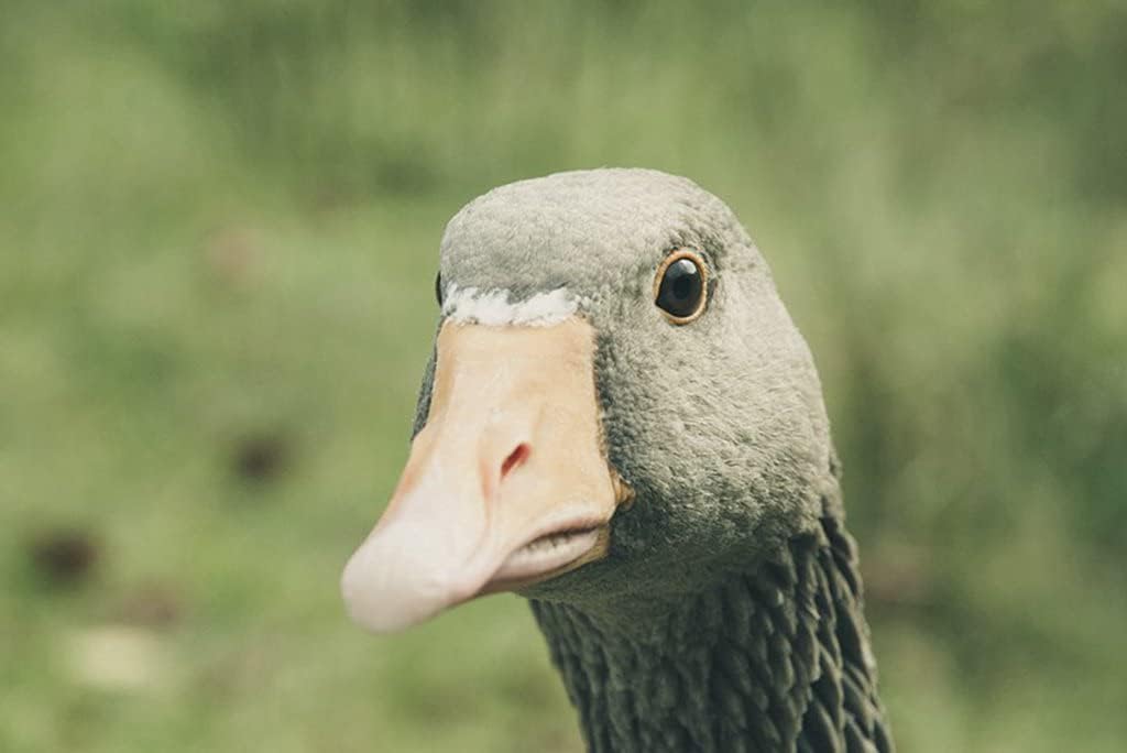 Amazon Co Jp 特大 ポスター ガチョウの鳥のくちばし 壁紙ウォールステッカーポスター 594x4mm Generic Amazon Co Jp 特大 ポスター ガチョウの鳥のくちばし 壁紙ウォールステッカーポスター 594x4mm Generic