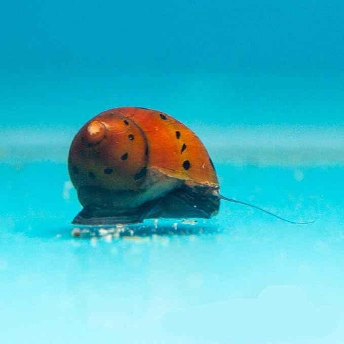 Pet's House Live Tropical Aquarium Snails For Sale Red Spotted Snails