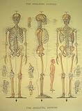 (20x28) The Skeletal System Decorative Decoupage Vintage Retro Style Paper Poster Print
