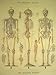 (20x28) The Skeletal System Decorative Decoupage Vintage Retro Style Paper Poster Print