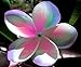 "PINK RAINBOW" FRAGRANT PLUMERIA'S CUTTING WITH ROOTED 7-12 INCHES REGISTERED TRACK ONLINE 100%GUARANTEE SATISFICATION AND