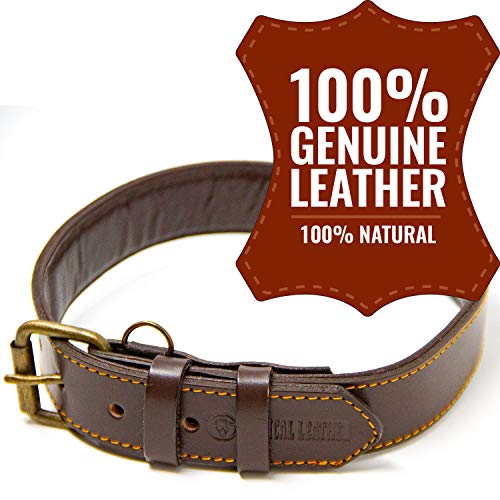logical leather dog collar