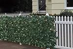 Best Choice Products Faux Ivy Privacy Fence Screen 94" X 59" Artificial Hedge Fencing Outdoor Decor
