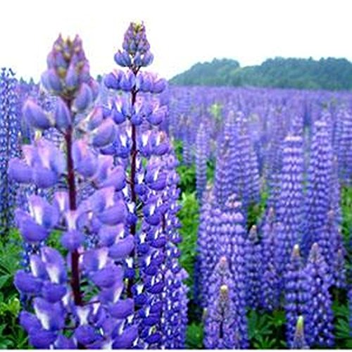 Wild Perennial Lupine Seeds - Huge Flowers Blooms profusely in Spikes - Image 3