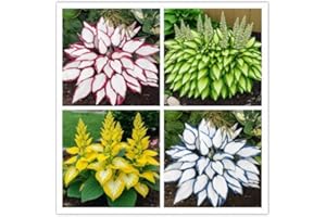 KCT GARDEN 100+ Hosta Seeds for Planting Outdoors, Mixed Color Rare Perennial Flower Seeds, Shade Loving Hosta Plants for Garden Beds, Containers, Patios