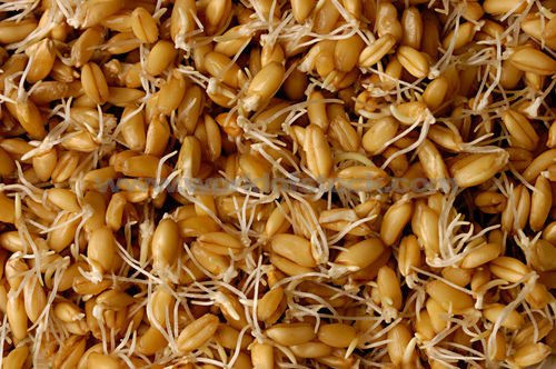 PREMIER SEEDS DIRECT ORG167 - Sprouting Seeds - Wheat - 40GM (Organic/BIO)