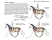BioMechanical Riding and Dressage: A Rider's Atlas
