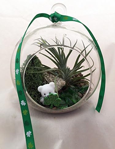 St. Patricks Day Air Plant Terrarium Kit - Easy to Grow - 5" Glass - Tillandsia