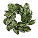 American Best Christmas Quality Magnolia Leaf Grapevine Wreath 16