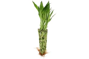 BETTERDECOR 10 Stalks of 12 Inches Straight Lucky Bamboo