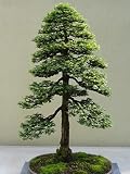 15 Seeds Sequoia Sempervirens (Sequoia Coast Redwood Tree) Bonsai
