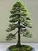 15 Seeds Sequoia Sempervirens (Sequoia Coast Redwood Tree) Bonsai