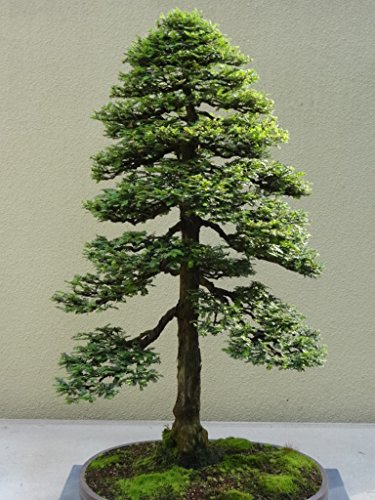 15 Seeds Sequoia Sempervirens (Sequoia Coast Redwood Tree) Bonsai