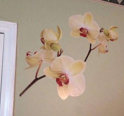 Digiflare Graphics Orchid Flower Wall Decal - Deco Art Sticker Mural