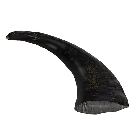 Büffelhorn Wasserbüffel M 217-265g