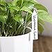 Mkono 100 Pcs Plastic Plant Labels Tags, 4 Inch Garden Waterproof Plant Marker with Hole for Seed Trays and Pots Greenhouse Supplies