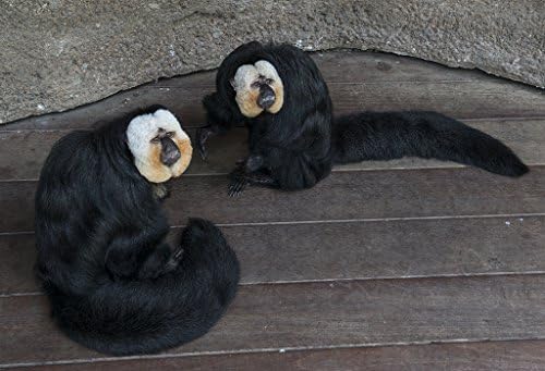 16 x 24 Art Canvas Wrapped Frame Giclee Print of Two white-faced Saki monkeys who roam freely Rainforest Pyramid at Moody Gardens an educational tourist attraction Galveston Texas 2014 Highsmith 81a