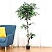 Goplus 5.5FT Ficus Silk Leaf Artificial Tree, Potted Fake Tree w/Green Leaves and Natural Trunk, Maintenance Free, Tall Faux Plant for Indoor Outdoor Decoration