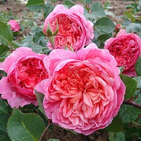 Amazon Co Jp デルバールローズ フラマン ローズ新苗4号鉢植え ゴージャスかつ品の良いシュラブローズ ホーム キッチン