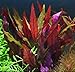 Alternanthera Reineckii VAR. Roseafolia Telanthera Freshwater Red Stem Live Aquarium Plant