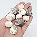 PEPPERLONELY Natural Sea Shells Nerite Snail Shells Mixed, 1/2 Inch to 1 Inch, 8 oz, Apprx 80+ Shells