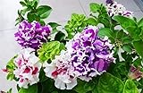 zcbang Rare Varieties Double Petals Petunia Seeds
