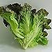 Lettuce, Red Leaf Romaine Lettuce Seeds, Organic, NON-GMO, 50+ seeds per package, Healthy Hearty , A great addtion to any salad.