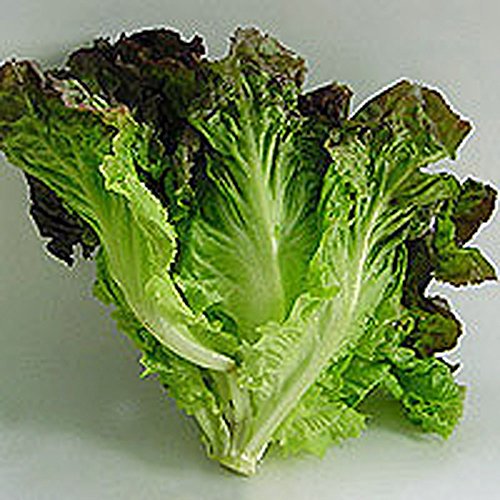 Lettuce, Red Leaf Romaine Lettuce Seeds, Organic, NON-GMO, 50+ seeds per package, Healthy Hearty , A great addtion to any salad. Lettuce, Red Leaf Romaine Lettuce Seeds, Organic, NON-GMO, 50+ seeds per package, Healthy Hearty , A great addtion to any salad.