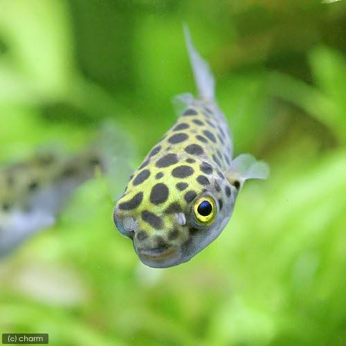 Amazon 熱帯魚 ミドリフグ 淡水 １匹 北海道航空便要保温 Charm チャーム 水槽 アクアリウム 通販