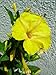 Gorgeous Yellow Colored Four O' Clock Flowering Plant 50 Seeds