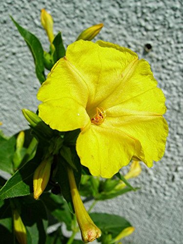 Gorgeous Yellow Colored Four O' Clock Flowering Plant 50 Seeds