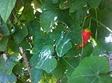 Thai Ivy Gourd Seeds or Coccinia Grandis 100 Seeds