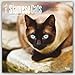 Siamese Cats 2016 Calendar