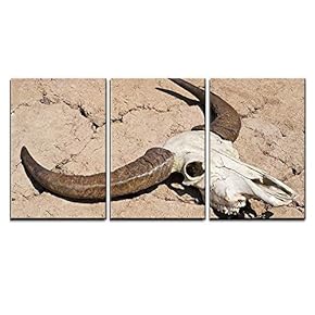 3 Piece Canvas Wall Art - Buffalo Skull in Drought Disaster Land - Modern Home Art Stretched and Framed Ready to Hang - 16"x24"x3 Panels