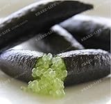 New Ice Pink Finger Fruit Lime 20+ Seeds mix