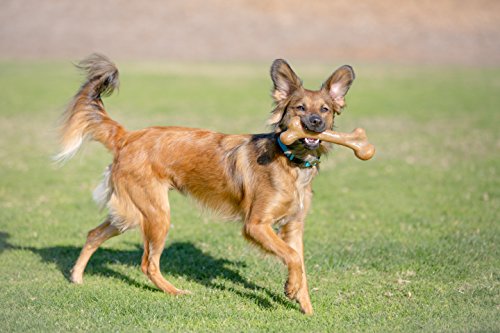 Pet Qwerks Real Bacon Infused Dinosaur BarkBone - Durable Dog Toy for Aggressive Chewers, Tough Indestructible Power Chewer Bones | Made in USA, FDA Compliant Nylon - XLarge for Small Dogs