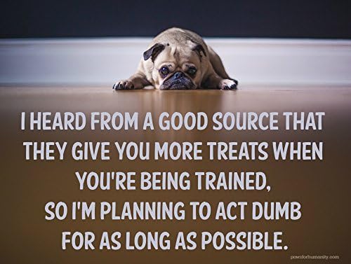 Act Dumb and You'll Get More Treats While Being Trained, 9 x 12 Inch Metal Sign, Funny Dog Signs for Dog Walker, Sitter, Veterinarian, Groomer, Trainer, Doggie Daycare, Decor and Gifts, RK1011HP 9x12