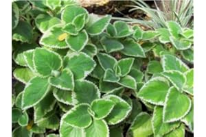Live Plant Cuban Oregano, (1 plant) Indian Borage Mexican Mint, Spanish Thyme
