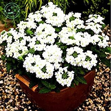 Amazon Co Jp E66 7 50pcsの家庭菜園用バーベナの種 バーベナhortensis バルコニーの植物の花の種内部のハイブリrareseedsの花 ホーム キッチン