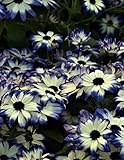 Notebook: purple white flowers floral color garden