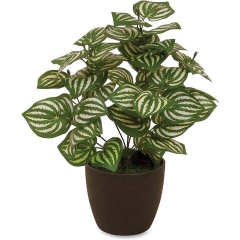 First base elementals watermelon peperomia plant