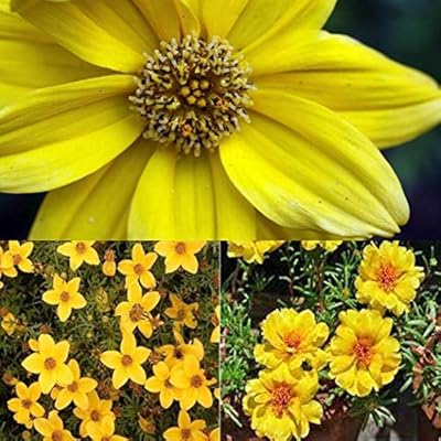 Amazon Com Caiuet Seed House Bidentate Biden Seeds Chrysanthemum Yellow Herb Plant Gold Marie Bidens Seeds Flower Seeds Hardy Perennial Bidens Chrysanthemum Seeds Garden Outdoor