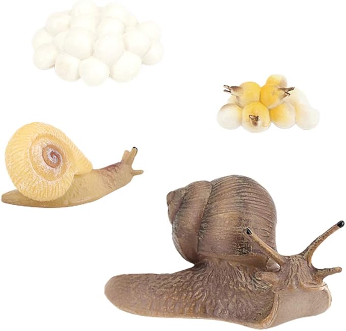 Milageto 学習リソースカタツムリのライフサイクル海の動物の成長 プラモデル 通販 Amazon