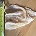 JUMBO SIZE Cows Ears for Dogs by Patriot Pet, All Natural Dog Chews 10 Pack. Cow Ears for dogs of any Size. Perfect Dog Chew Treats that is Long Lasting.