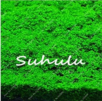 Vistaric Java Fern - Live Aquarium Plant Moss Anubias Fish Tank Grass Aquatic Plant Seeds Family Easy Planting Ornamental Hot Sale 200Pcs 3