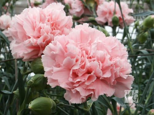 Seeds Carnation Purple Flower Balcony Garden Plants Dianthus Caryophyllus 400pcs Annual Biennial Seeds Seeds Bulbs