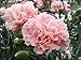 50 La France PINK CARNATION Dianthus Caryophyllus Chabaud Flower Seeds *Comb S/H